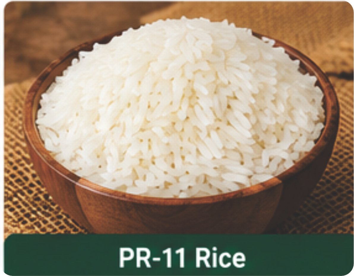 Export Product 11
